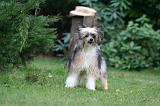CHIEN NU CHINOIS 236